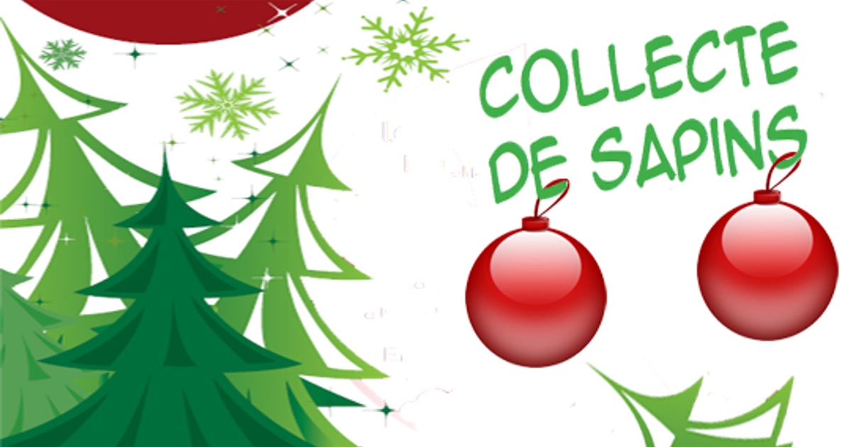 Collecte des sapins